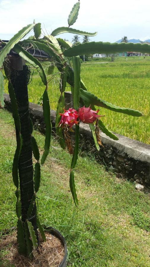 Tanabendang Banglos Pantai Cenang  Luaran gambar